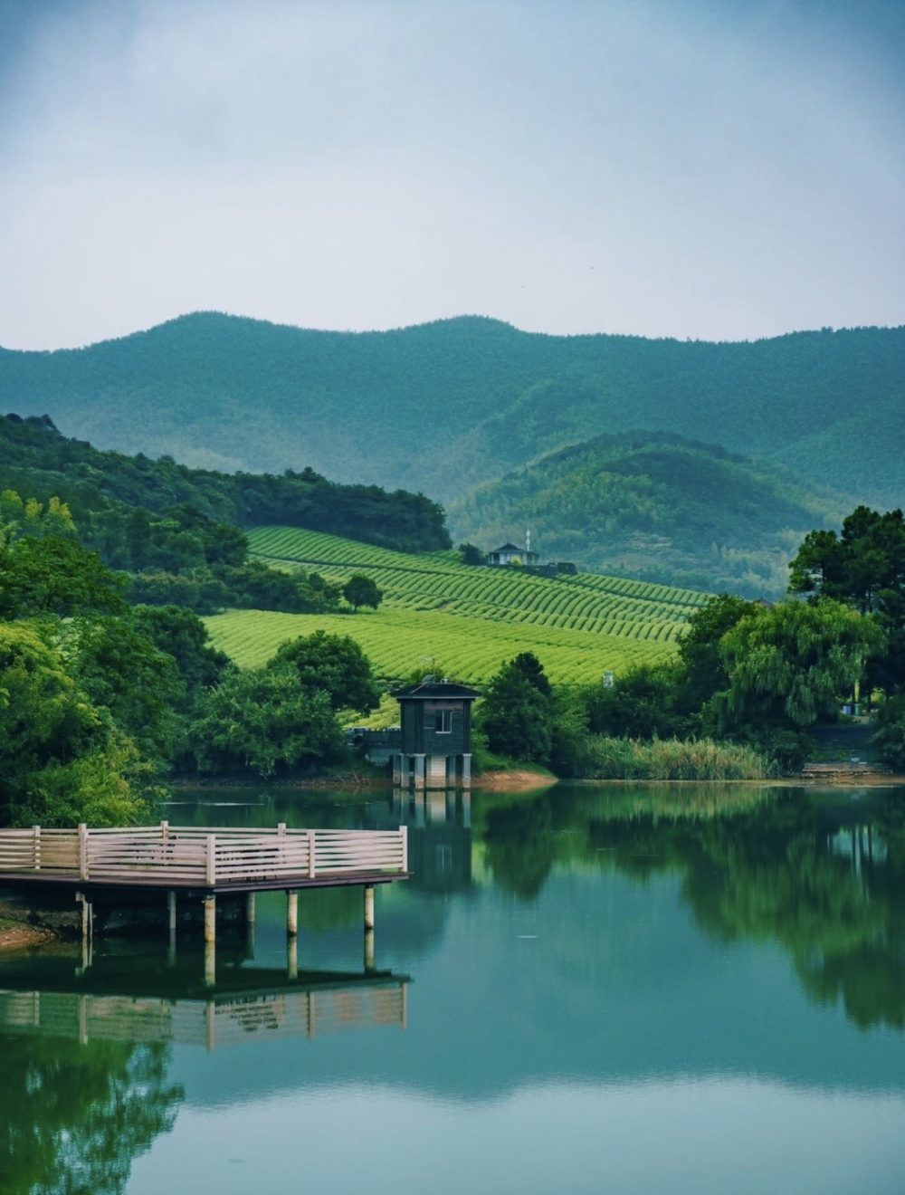 阳羡茶山
